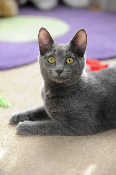 Chat Korat reposant sur le tapis Photos De Stock Libres De Droits