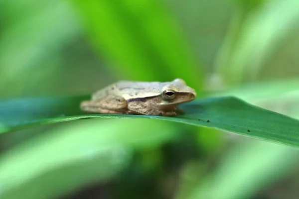 Frog Insect Eating Amphibian Lives Fresh Water Land Features Slippery — Stock Photo, Image