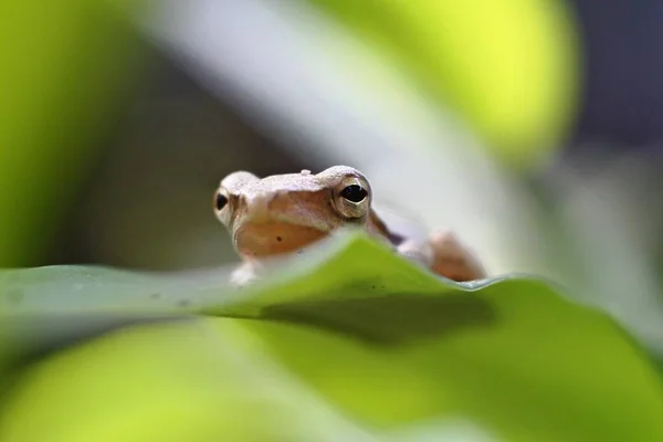 青蛙是一种食虫两栖动物 生活在淡水或陆地上 具有滑溜的青蛙 后腿较长 擅长跳跃和游泳 — 图库照片