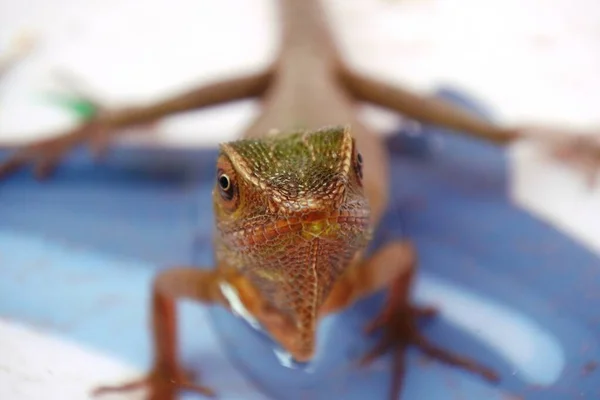 Chameleon Divokým Výrazem Divoká Ještěrka Chameleoni Jsou Dobří Přizpůsobení Barev — Stock fotografie