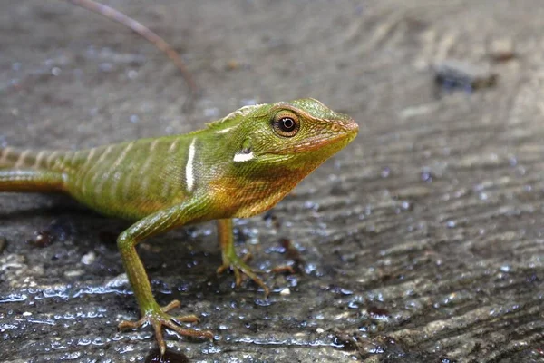 Camaleonte Dall Espressione Feroce Lucertola Selvatica Camaleonti Sono Bravi Nell — Foto Stock