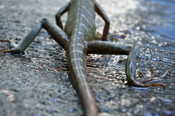 Chameleon Divokým Výrazem Divoká Ještěrka Chameleoni Jsou Dobří Přizpůsobení Barev — Stock fotografie