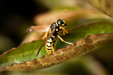Eşek arısı güneşin ışınlarında yeşil bir yaprağın üzerinde oturur.