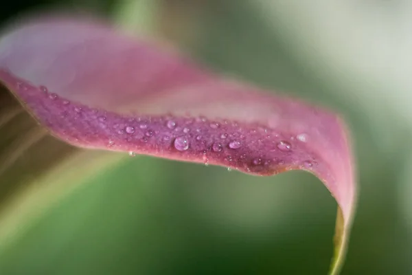 Water Drops Pink Flower — Stock Photo, Image