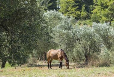 Zeytin ağaçlarının kahverengi ata. Geleneksel Rum köyü. Paliouri Chalkidiki.
