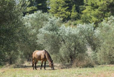 Zeytin ağaçlarının kahverengi ata. Geleneksel Rum köyü. Paliouri Chalkidiki.