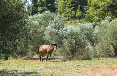 Zeytin ağaçlarının kahverengi ata. Geleneksel Rum köyü. Paliouri Chalkidiki.