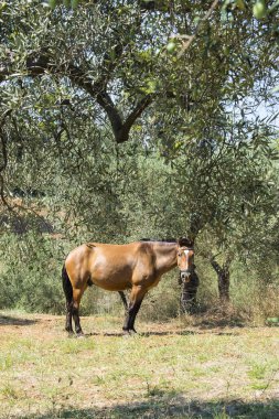 Zeytin ağaçlarının kahverengi ata. Geleneksel Rum köyü. Paliouri Chalkidiki.