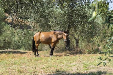 Zeytin ağaçlarının kahverengi ata. Geleneksel Rum köyü. Paliouri Chalkidiki.