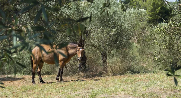 Zeytin ağaçlarının kahverengi ata. Geleneksel Rum köyü. Paliouri Chalkidiki.
