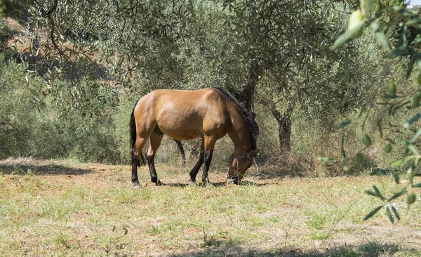 Zeytin ağaçlarının kahverengi ata. Geleneksel Rum köyü. Paliouri Chalkidiki.