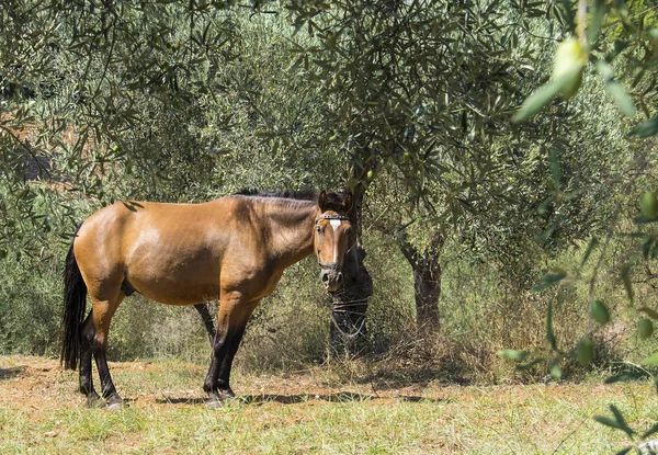 Zeytin ağaçlarının kahverengi ata. Geleneksel Rum köyü. Paliouri Chalkidiki.