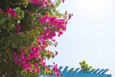 Yunan Adası santor geleneksel Bougainvillea ile arka plan