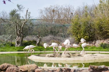 Pembe flamingo. Flamingolar Attica Zoo Atina, Yunanistan'ın sürüsü. Bahar zamanı ve çiçeği.