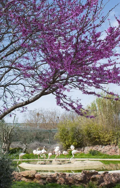 Pink flamingo. Flock of flamingos in ZOO. Spring time and blossom. — Stock Photo, Image