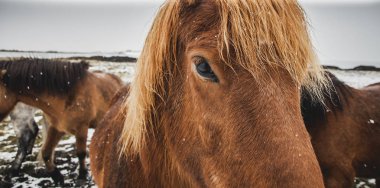 Karlı bir muhafaza içinde İzlanda yarış Atları, çevreciler