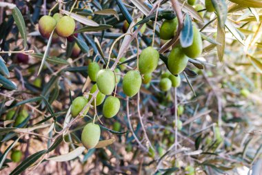 Yemyeşil zeytin dalları,.
