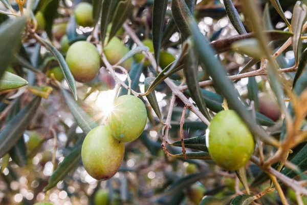 Olive tree illuminated by a sunbeam loaded with green olives. — Stock Photo, Image