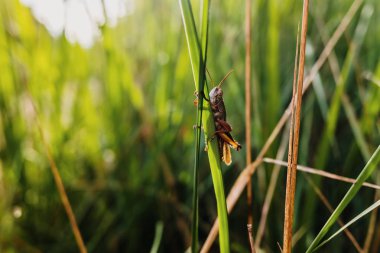 Gün batımında bir çekirge yeşil bir yaprağın üzerinde dinlenir..