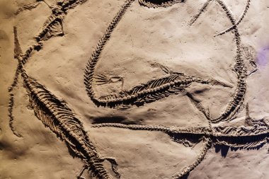 Birkaç iyi korunmuş mesosaurus Fosil.