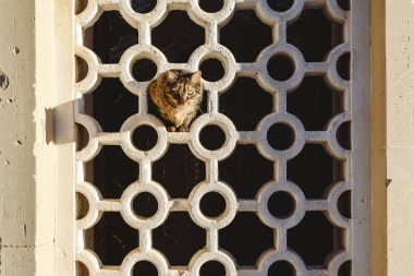 Geometrik şekilli bir duvarın deliklerinden izleyen kahverengi kedi