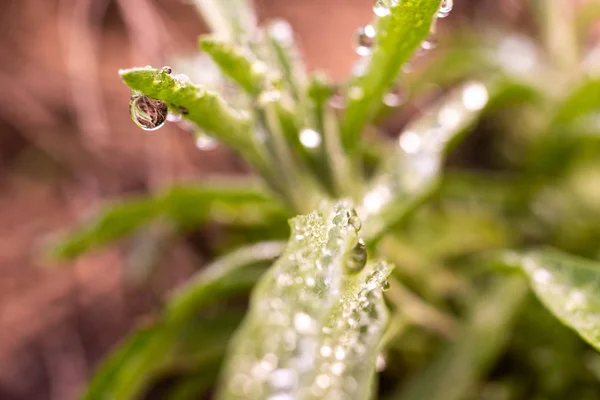 Gocce d'acqua dalla rugiada sulle foglie di un rosmarino . — Foto Stock