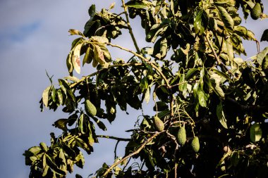 Avokadolar, Valencia ve S 'deki çiftçiler için yeni bir para kaynağı.