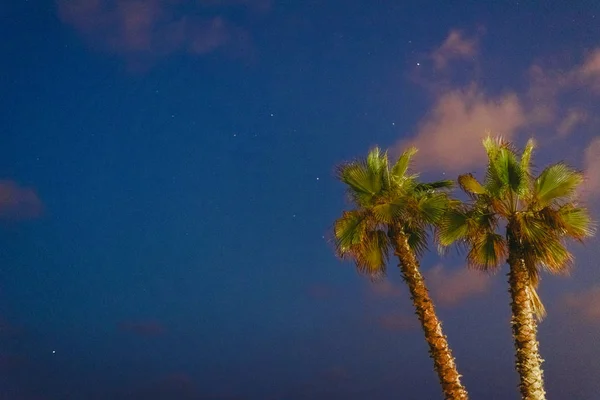 Grupo de palmeras en la playa con fondo cielo nocturno en su — Foto de Stock