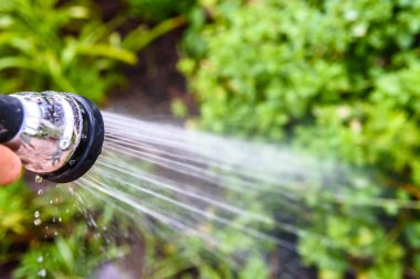 Bir adam bir hortum su spouting ile bahçe sulama yakın çekim