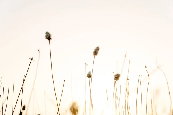 Yaz aylarında kurutulmuş bitkilerin Sprigs, doğa arka plan. — Stok fotoğraf