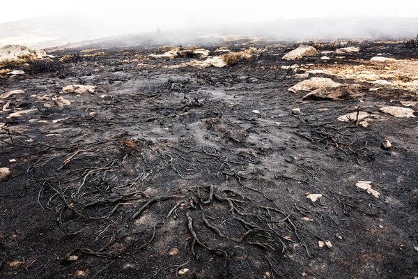 Remains of a forest fire with burned scrub.