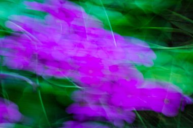 Hareketli odaklanmamış çiçeklerin soyut arkaplanı