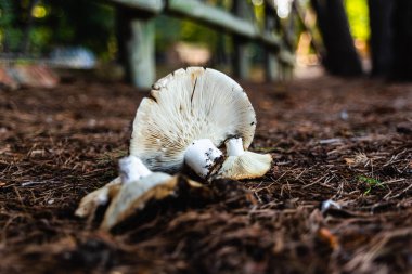 Ormandaki verimli topraklarda beyaz yabani mantarlar..