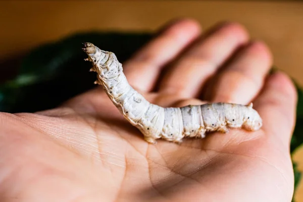 Bombyx mori, silkworm, on the palm of a person's hand. — Stock Photo, Image
