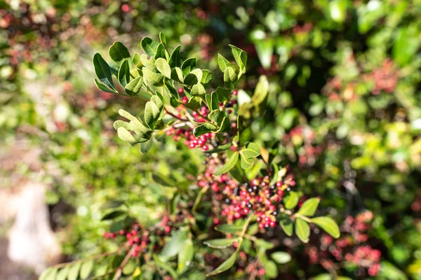A masztixa levelei és gyümölcse, Pistacia lentiszkusz, az őszi alatt — Stock Fotó
