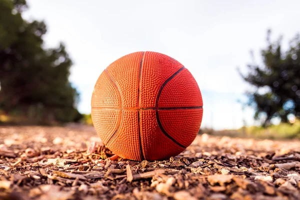 Kis kosárlabda a földön egy erdő. — Stock Fotó