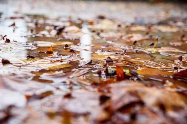 Folhas caídas em uma poça molhada em um parque no inverno . — Fotografia de Stock