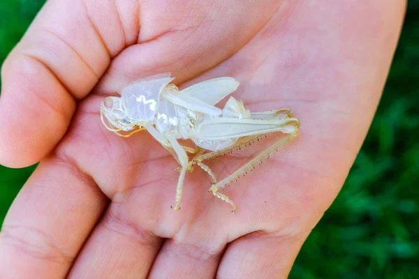 Exoskeleton dari belalang untuk mempelajari siklus hidup insec — Stok Foto