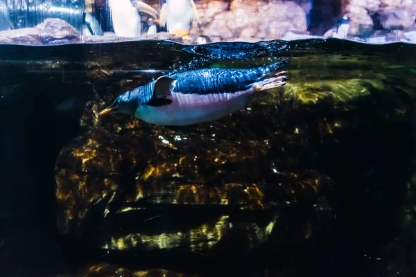 Captive penguin swims inside the artificial pool. — 스톡 사진