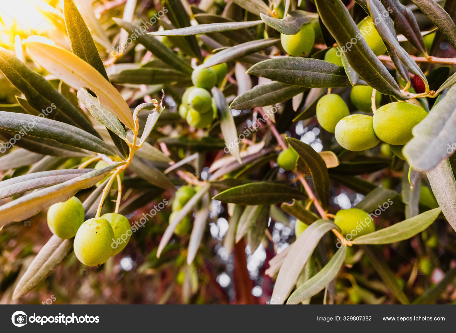 Ramos De Azeitona Cheios Do Fruto Da Arvore Stock Photo C Joaquincorbalan 329807382