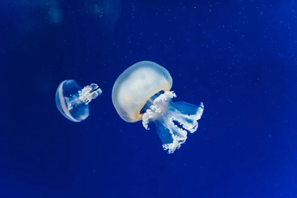 Zeedieren, Medusozoa, kwallen met een geleiachtig lichaam en — Stockfoto