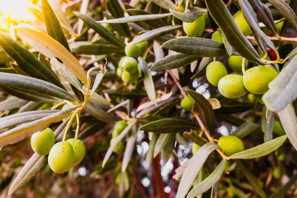 Olive branches full of the fruit of the tree. — Stock Photo, Image