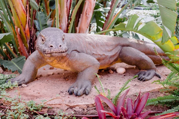 Gerçek boyutlardaki Komodo ejderha sürüngeninin yeniden yaratılması.. — Stok fotoğraf