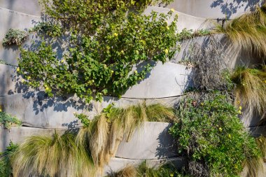 İklime karşı savaşmak için Akdeniz şehrinde dikey bahçe