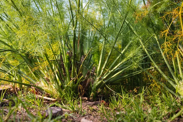 Finocchio piantagione, Foeniculum vulgare, con i suoi semi bulbosi e — Foto Stock