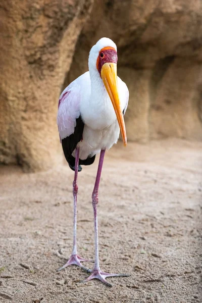 Retrato de um delgado tântalo africano, cegonha-de-bico-amarelo, wal — Fotografia de Stock