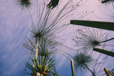 Aşağıdan görülen yüksek su bitkileri mavi gökyüzü perspektifiyle.