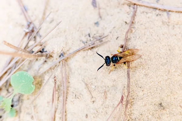 Macro de una avispa caminando sobre una arena . — Foto de Stock