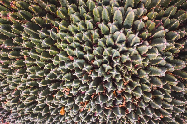 Groupe de cactus rapprochés vus d'en haut avec antenne par — Photo