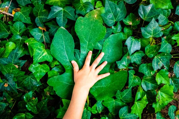 Παιδικό χέρι σε μεγάλο πράσινο φύλλο, με πράσινα φύλλα πίσω — Φωτογραφία Αρχείου